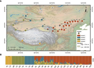 Genomic insights into genetic diversity and local adaptation of a dominant desert steppe feather grass, Stipa breviflora Griseb.